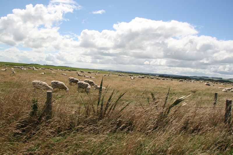 Nieuw-Zeeland 2011 - 1759